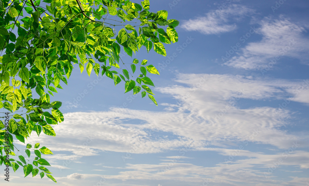 Green leaves with blurred blue sky background Green leaves with blurred blue sky background