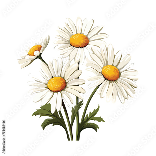 Daisy flower clipart