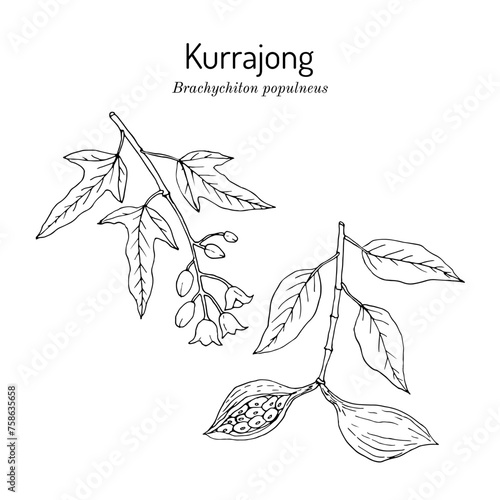 Kurrajong, or Bottletree (Brachychiton populneus), edible plant. photo