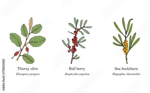 Collection of edible and medicinal plants