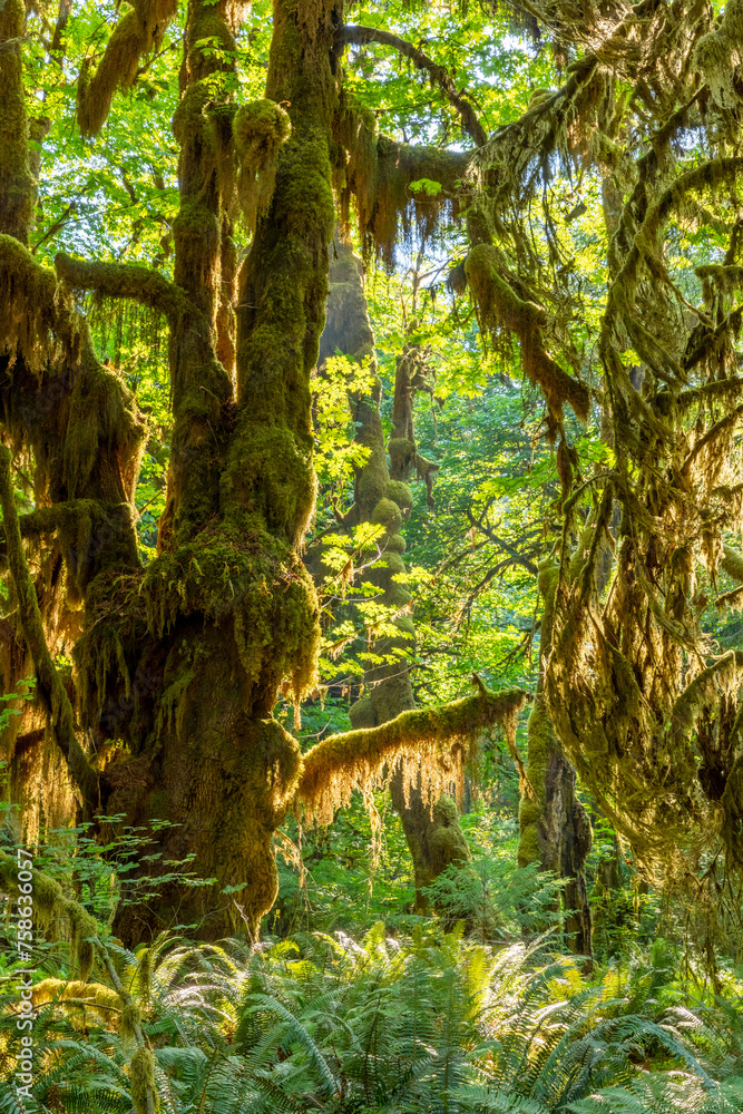 Fototapeta premium Beautiful Hoh rainforest, located in Olympic National Park on the Olympic Peninsula, in Washington State, USA. Great outdoor exploring place for summer vacation and is nice all year around