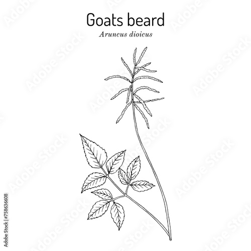 Goats beard or brides feathers (Aruncus dioicus), edible and medicinal plant