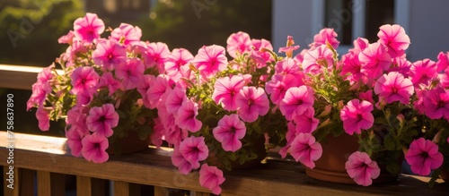 Beautiful pink petunia flowers brighten a balcony garden in the morning sun.