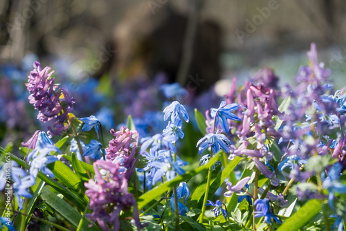 A spring meadow of flowers. Blue snowdrops and purple crested blossomed in the spring forest. Bright sunlight illuminates the clearing. A light breeze stirs the flowers The concept of awakening spring photo