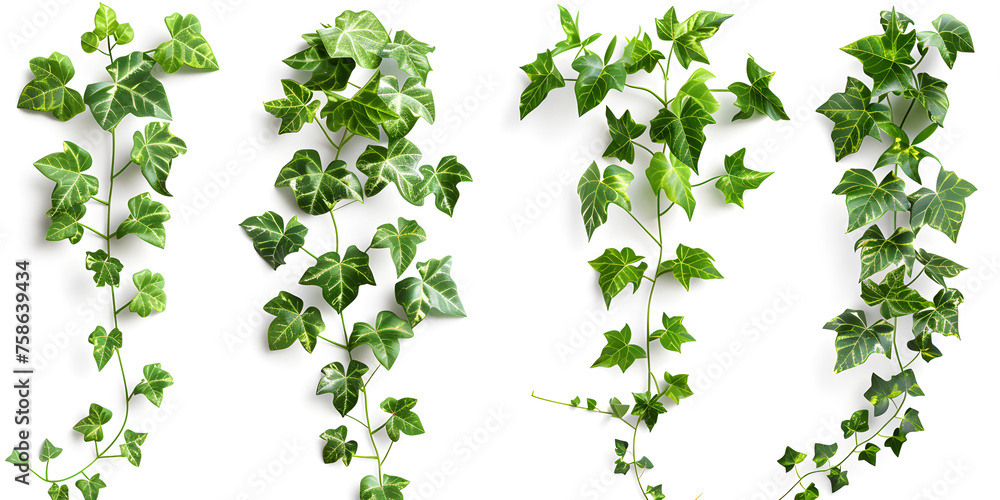 custom made wallpaper toronto digitalAn image of a climbing vine plant isolated on a white background, perfect for gardening or nature-themed designs.