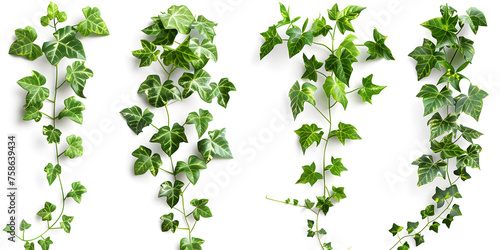 An image of a climbing vine plant isolated on a white background, perfect for gardening or nature-themed designs.