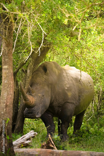 A woman appears to be taking a moment to photograph a tranquil rhinoceros surrounded by the verdant foliage of a forest. The rhino stands peacefully among the trees  a serene figure in this natural ha