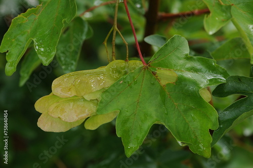 Ahorn, Feld-Ahorn,  Acer campestre  mit grünen Spaltfrüchten photo