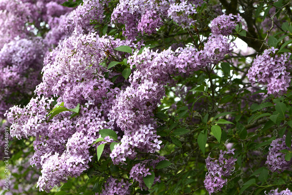 Obraz premium Flieder, Chinesischer Flieder, Syringa x chinensis