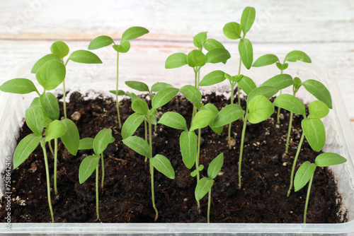 Wallpaper Mural small plants - eggplant seedlings growing in a plastic box. Growing vegetable seedlings Torontodigital.ca