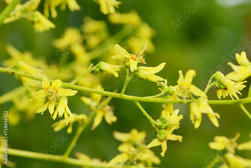 Blasenesche, Koelreuteria paniculata, Blüte photo