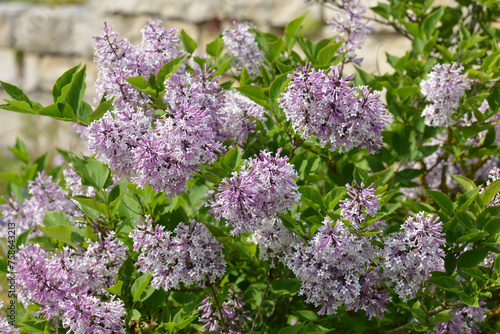 Foto Flieder, Koreanischer Flieder,  Syringa  patula, Miss Kim in der Blüte, Straucha