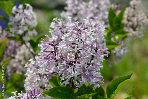 Bild auf Leinwand Flieder, Koreanischer Flieder,  Syringa  patula, Miss Kim in der Blüte, Straucha