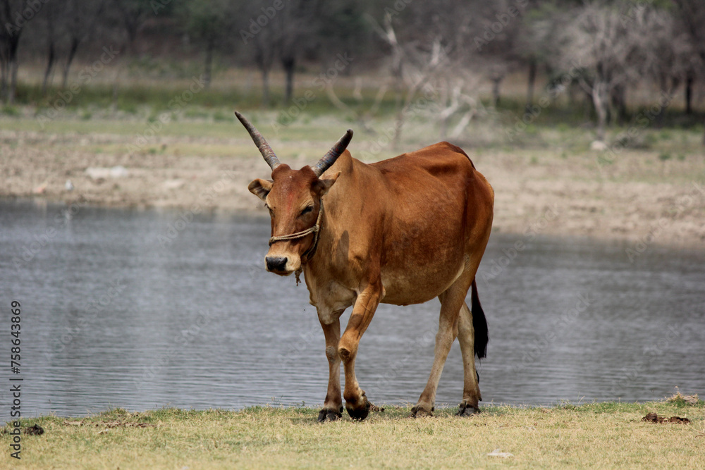 cow in the farm field with background lake cow in the farm field with background lake