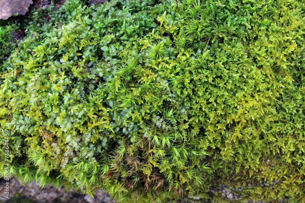 Fresh wet green moss covering tree bark texture background close up natural conditions Fresh wet green moss covering tree bark texture background close up natural conditions