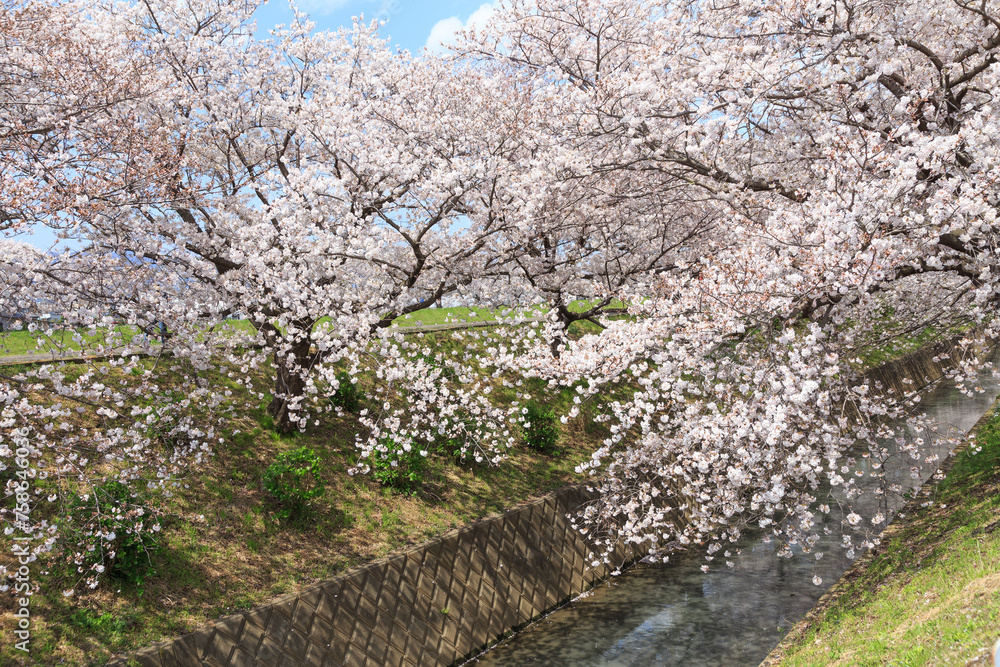 満開の桜が咲く川沿いの堤防の桜並木