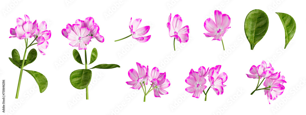 Set of flowers and leaf on white background