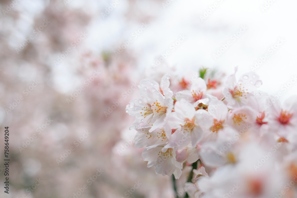 雨濡れて水滴をまとった桜の花