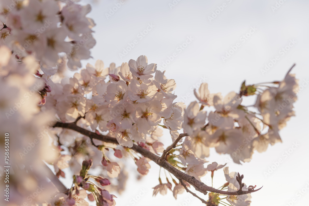 夕暮れ時、夕日に照らされる桜の花
