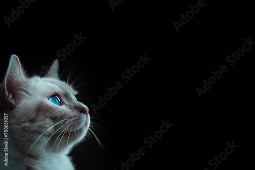 Wunderschöne weiße Zucht Katze mit blauen Augen im Seitenprofil mit Platzhalter als Nahaufnahme, ai generativ