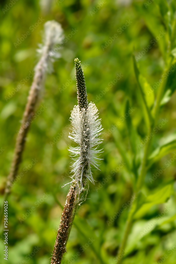 Hoary plantain flower