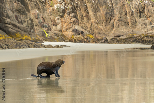 Seal on the beach