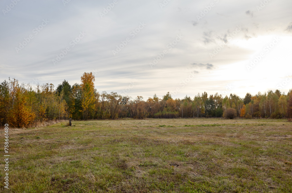 Fototapeta premium Colorful forest against the sky and meadows. Beautiful landscape of trees and blue sky background