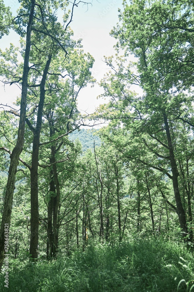 Naklejka premium A forest area in the mountains. Summer time of the year.