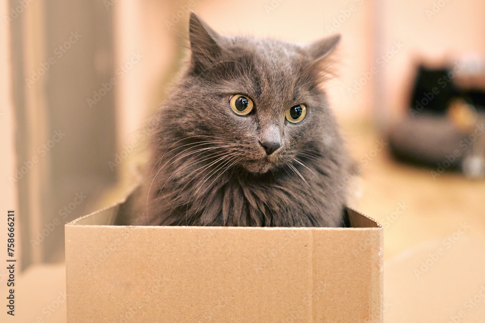 Adorable Domestic Cat Delights in Cozy Cardboard Adorable Domestic Cat Delights in Cozy Cardboard