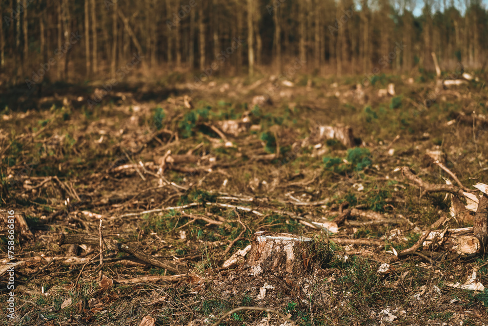 Impact of Deforestation and Consequences of Logging Impact of Deforestation and Consequences of Logging
