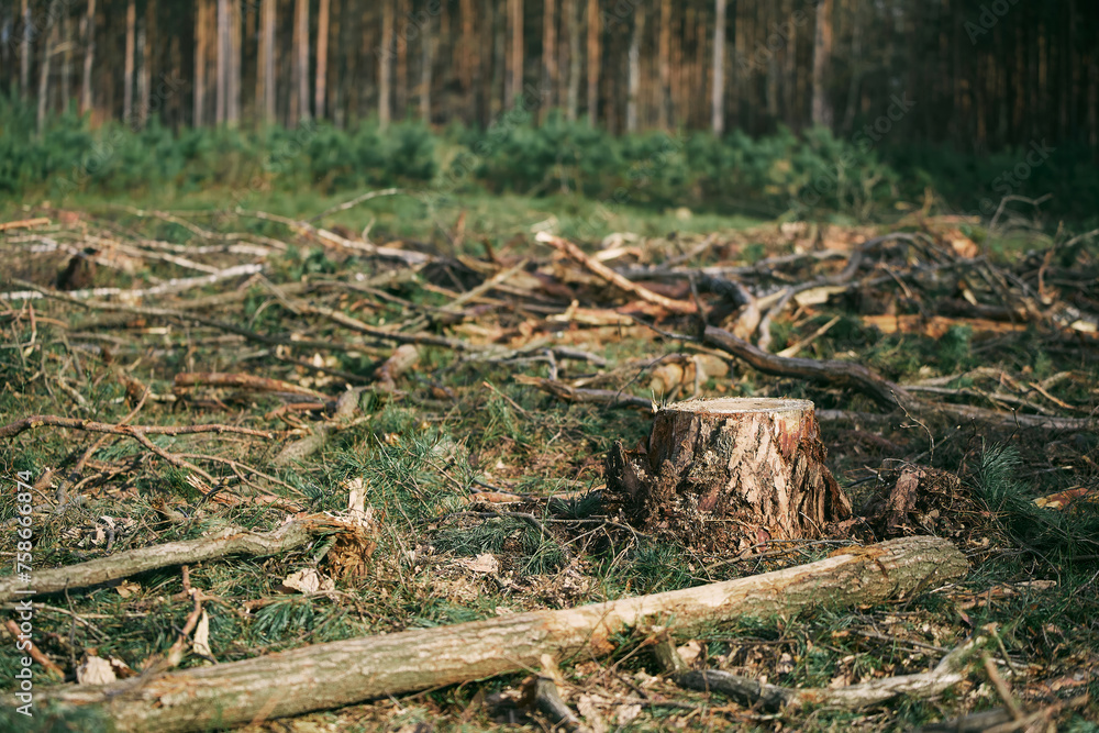 Climate Crisis Impact Deforestation Consequences Climate Crisis Impact Deforestation Consequences