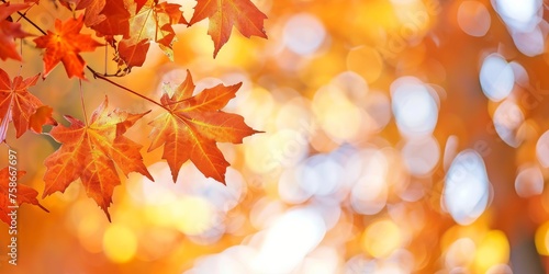 Orange Maple Leaves with Bokeh in Background  Fall Autumn Season