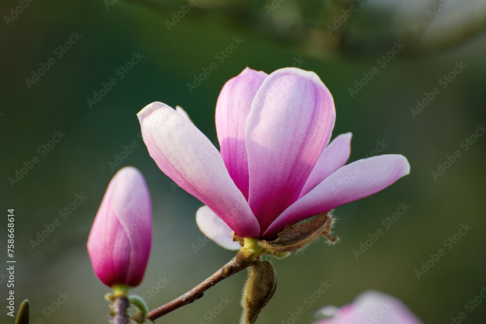 Magnolia blooms in Shanghai Botanical Garden, China Magnolia blooms in Shanghai Botanical Garden, China