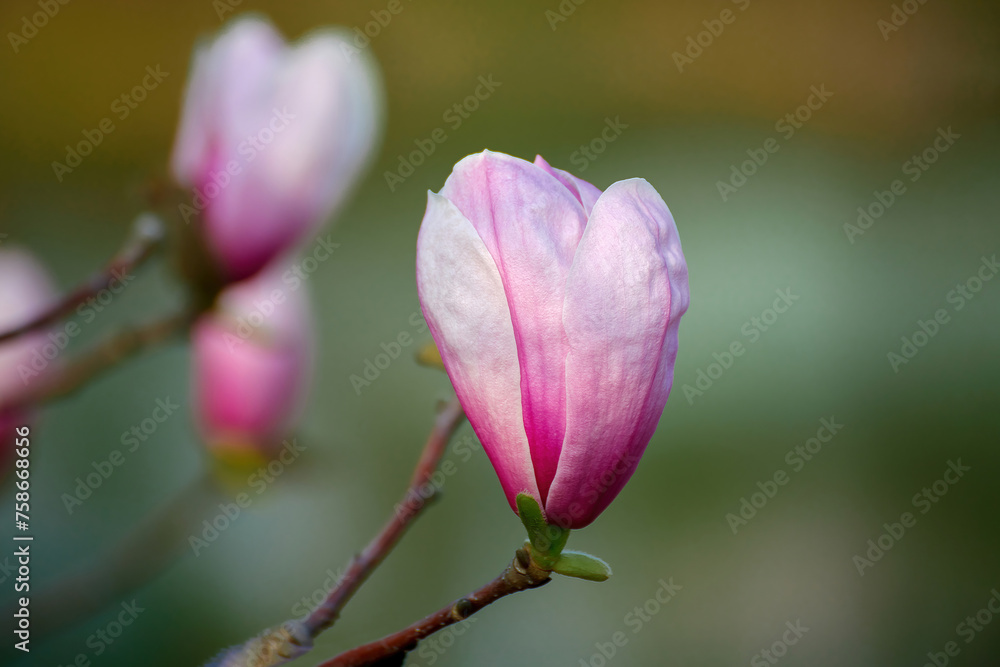 Magnolia blooms in Shanghai Botanical Garden, China Magnolia blooms in Shanghai Botanical Garden, China
