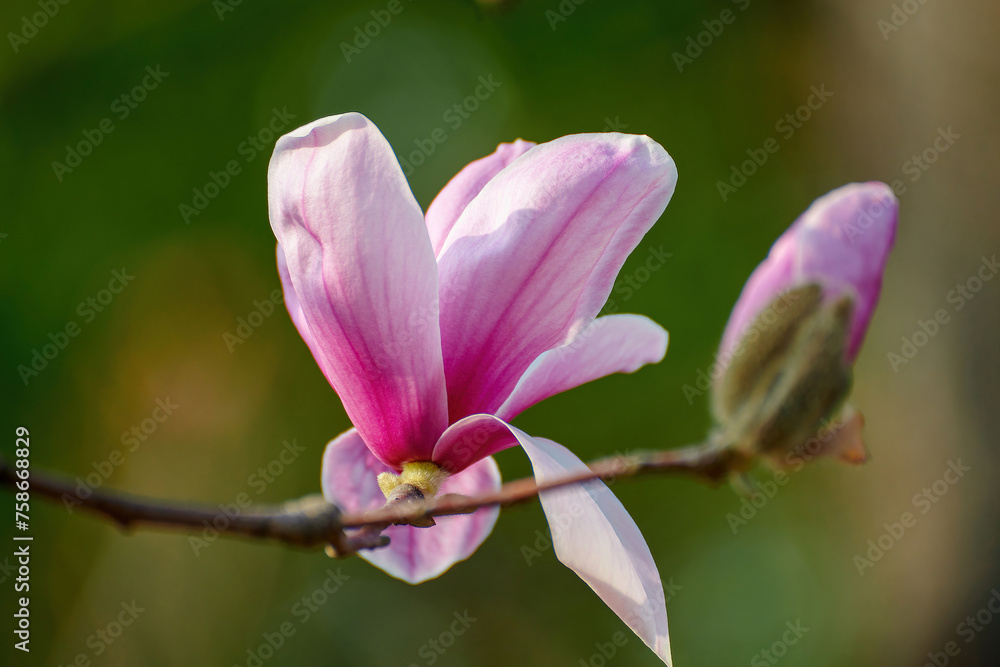 Magnolia blooms in Shanghai Botanical Garden, China Magnolia blooms in Shanghai Botanical Garden, China
