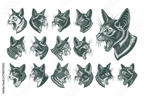 Set of meowing havana brown cat head vector design