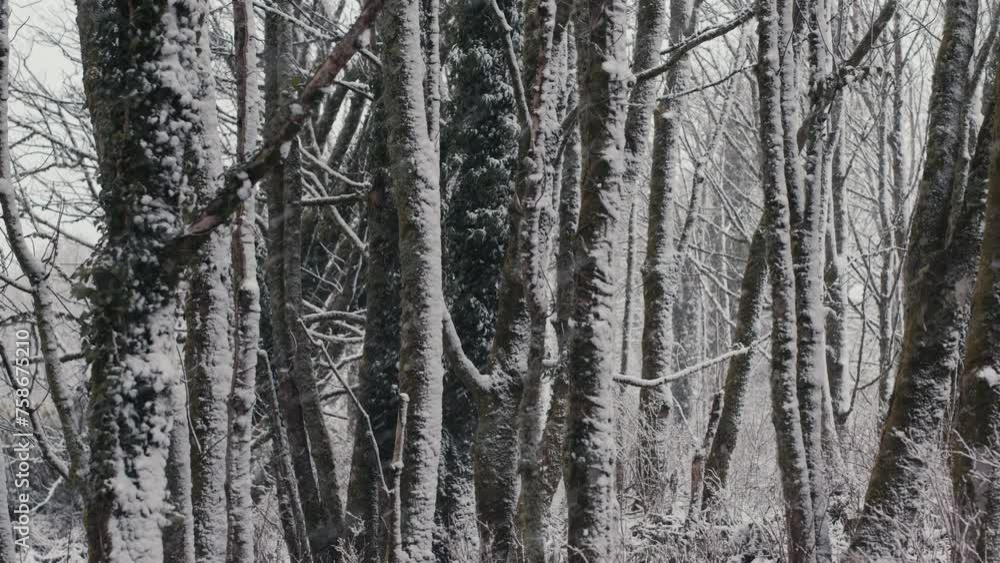 Snow falling in front of trees on windy day in forest. Cold winter in nature. Snow falling in front of trees on windy day in forest. Cold winter in nature.
