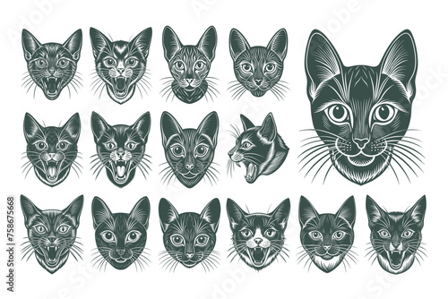Portrait of havana brown cat face illustration design set