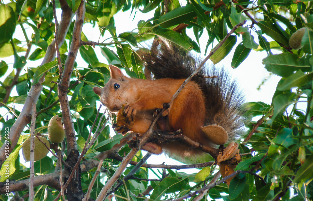 A squirrel in a tree eats nuts. Close-up A squirrel in a tree eats nuts. Close-up