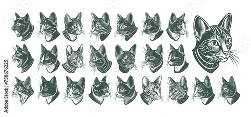 Side view of havana brown cat head illustration design bundle