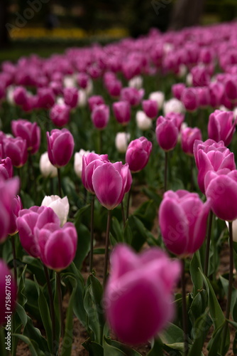 Pink and white tulips in vertical shot.