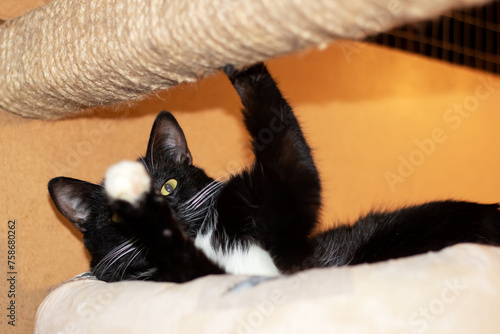 Cheerful black and white cat lying on bed