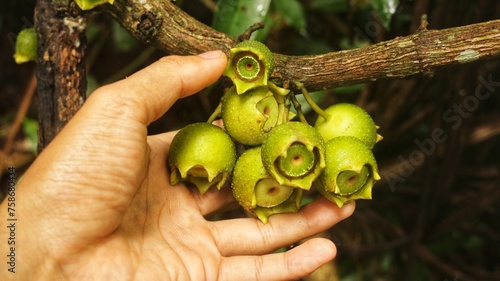 Manzana de Montana fruit (Bellucia Axinanthera or Bellucia Pentamera). Tropical Plant Species Belonging to the Family Melastomataceae in the Order Myrtales. has vitamins and a sweet taste photo