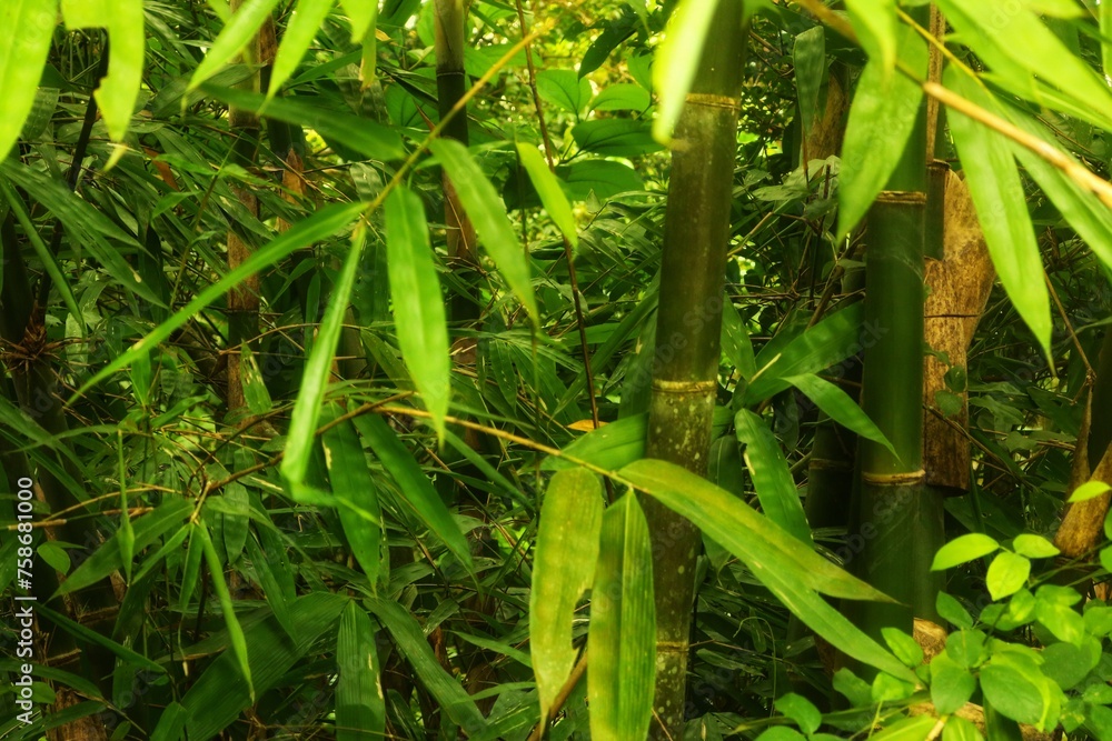 Green bamboo with leaves isolated on a wild plant background with many benefits of bamboo for people's lives