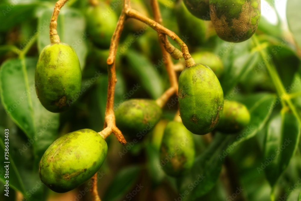 Fresh kedongdong fruit still depends on the branch, it has a sour and delicious taste and is often found in ASEAN countries Fresh kedongdong fruit still depends on the branch, it has a sour and delicious taste and is often found in ASEAN countries