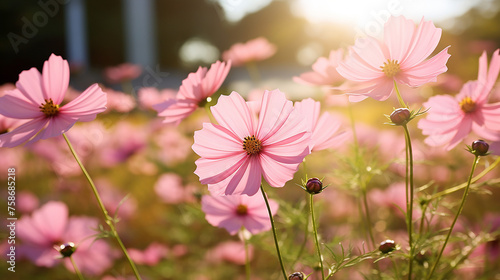 Pink cosmos flower in cosmos field in garden with soft sunlight for horizontal floral poster.