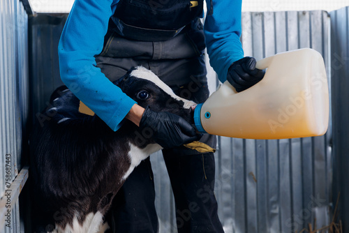 Veterinarian feeds colostrum milk to newborn calf. Cow farm industry concept © Parilov