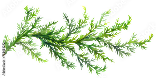 Green Pine Branch Set of hand drawn spruce branches