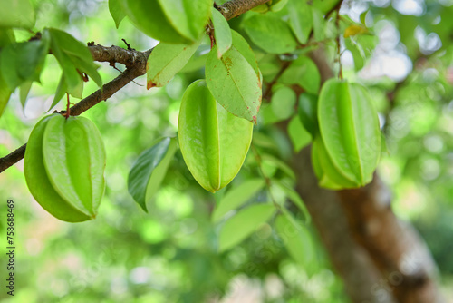 Close-up of Starfruit carambola or star apple on tree 