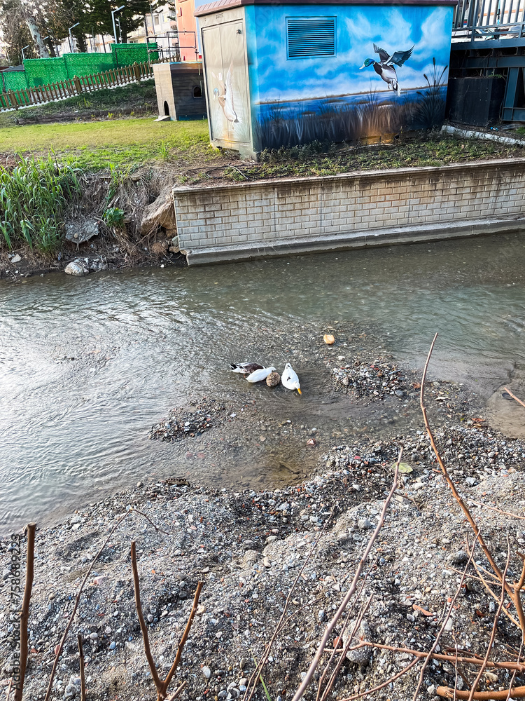 Fototapeta premium A flock of Ducks swimming in a river water